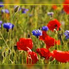 Mohn- & Kornblumen