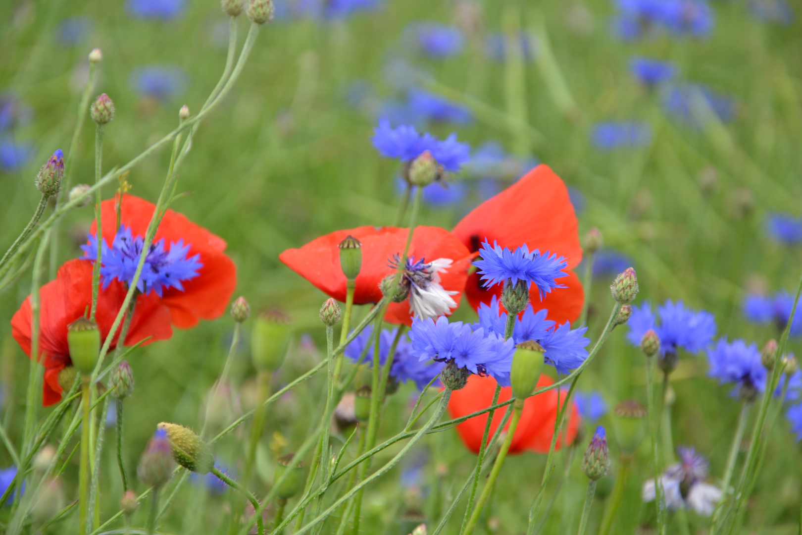 Mohn,- Kornblumen