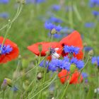 Mohn,- Kornblumen