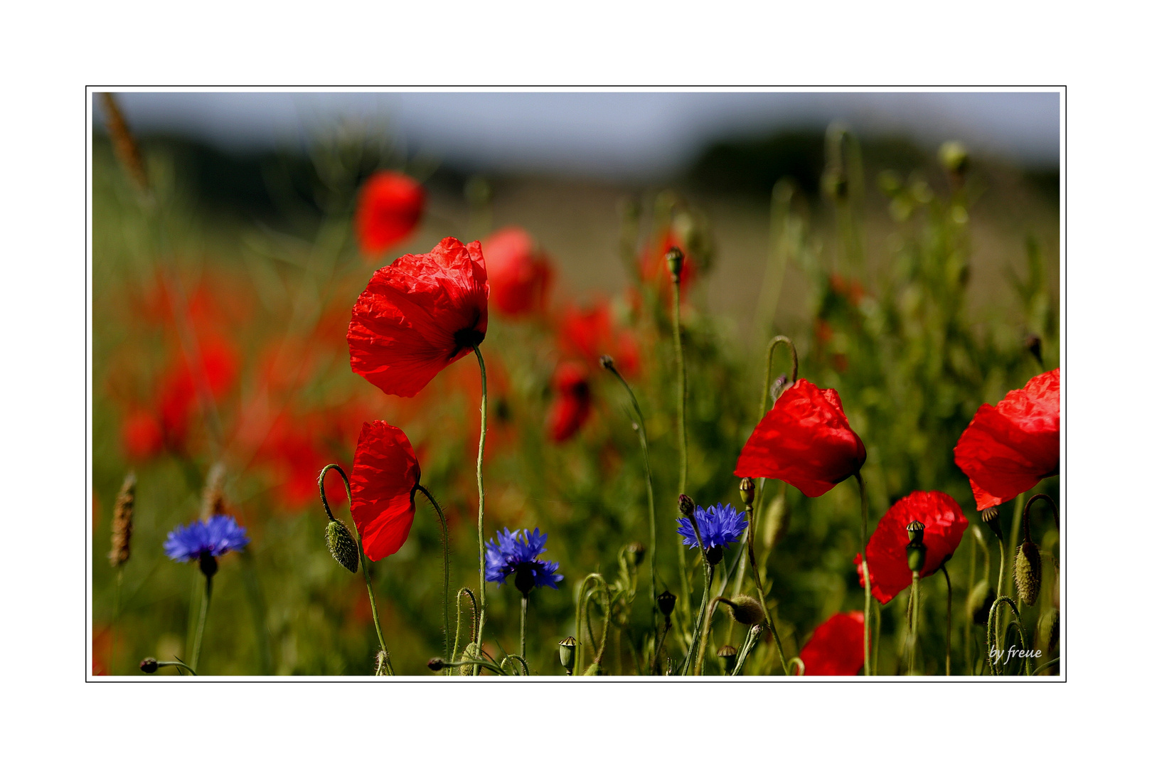 ...mohn & kornblumen....