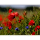 ...mohn & kornblumen....