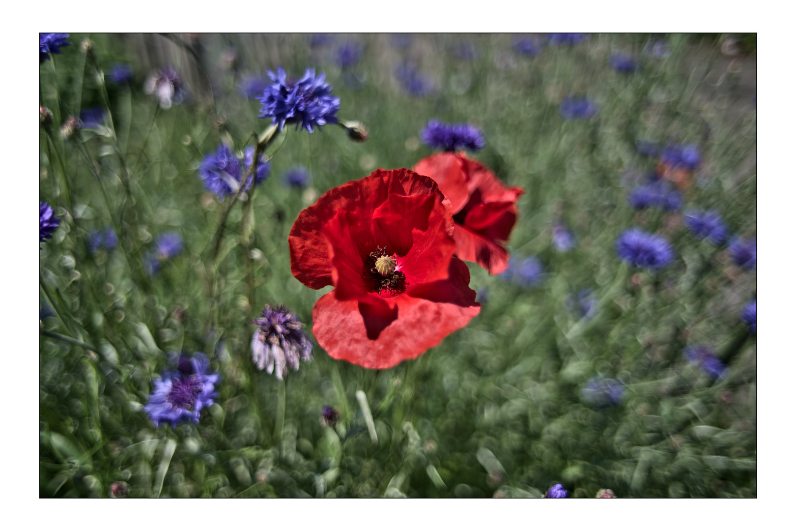 Mohn- & Kornblumen