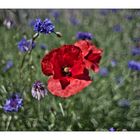 Mohn- & Kornblumen