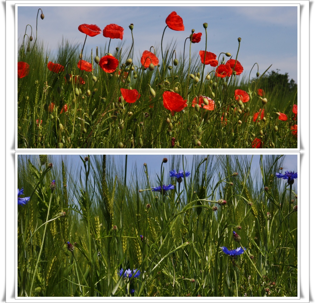 Mohn - Kornblumen Feld