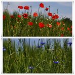 Mohn - Kornblumen Feld