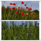 Mohn - Kornblumen Feld