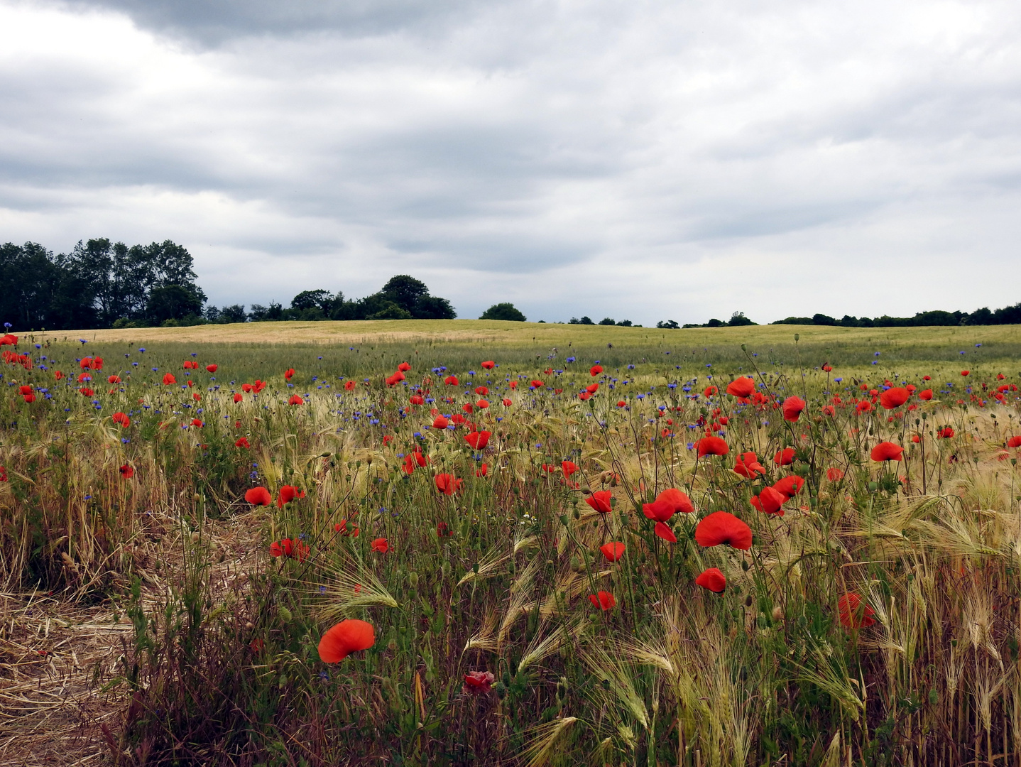 Mohn-Kornblumen-Feld in Ahrenshoop am Kunstmuseum Foto & Bild | fdz