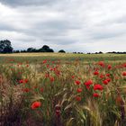 Mohn-Kornblumen-Feld in Ahrenshoop am Kunstmuseum