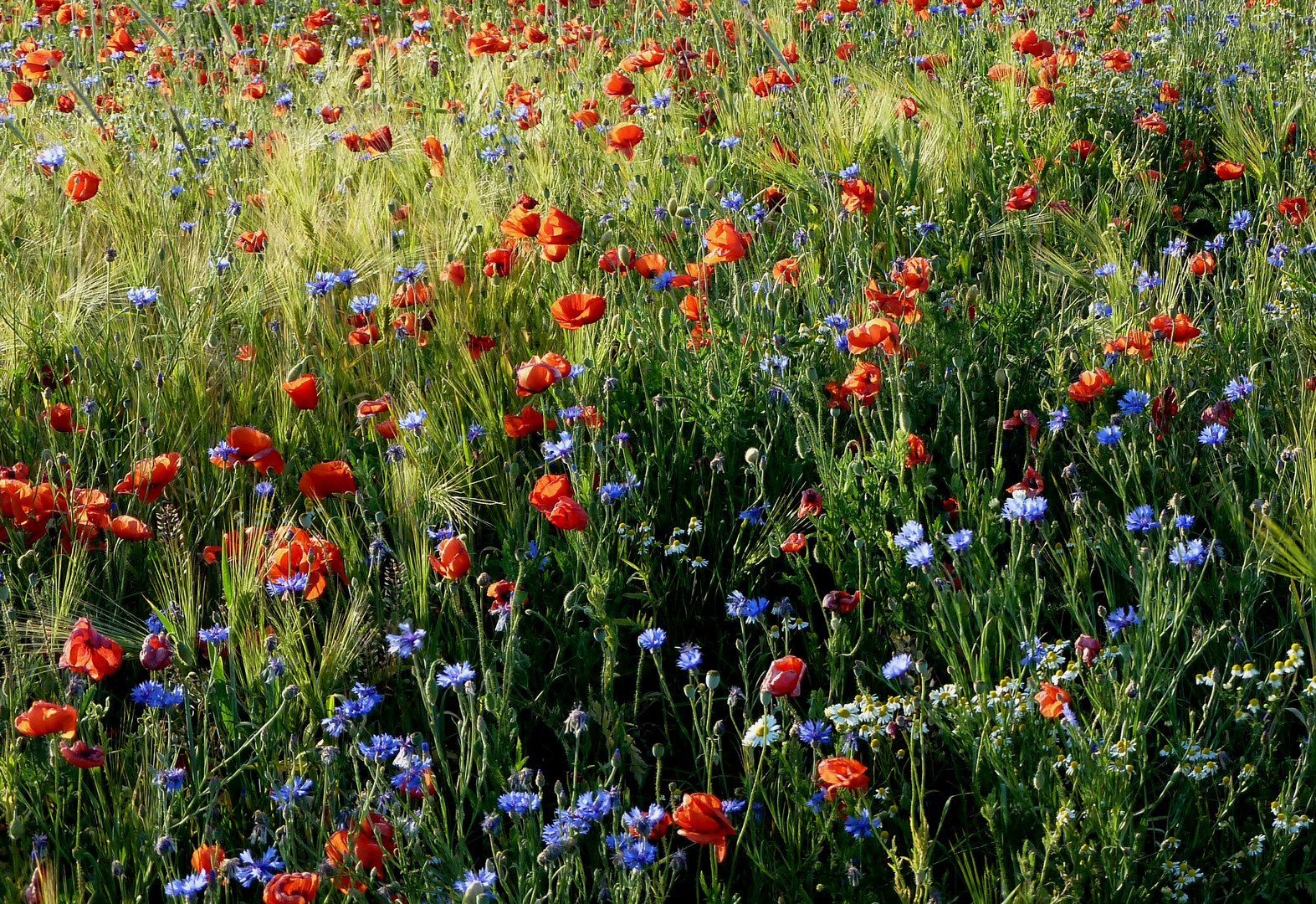 Mohn, Kornblumen und Kamille