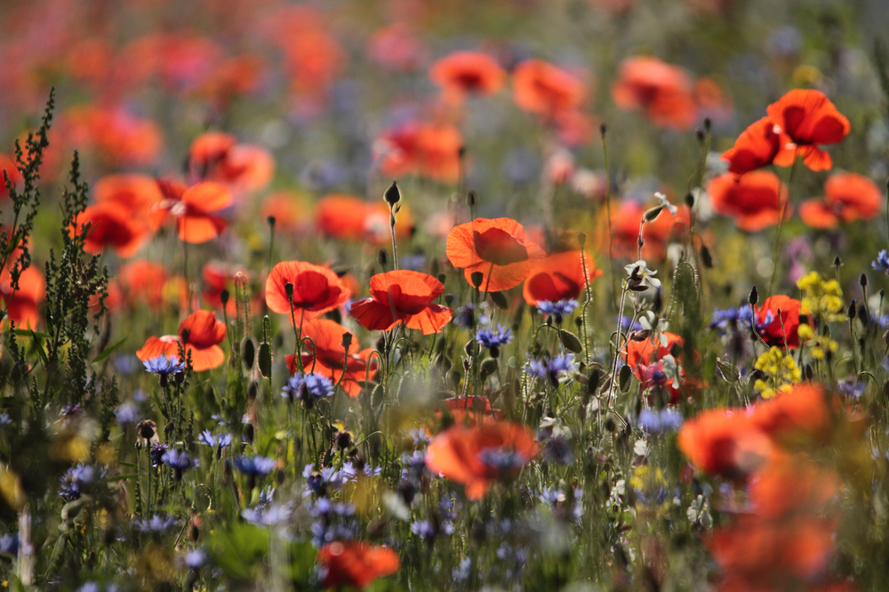 Mohn- Kornblumenwiese