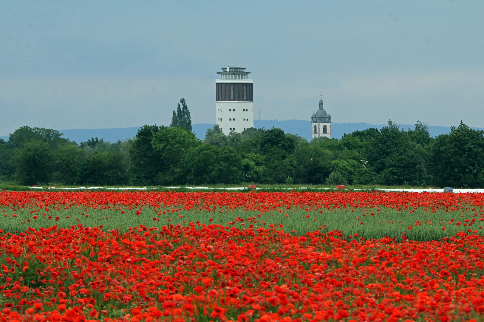 Mohn - Kreisstadt Groß-Gerau