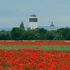 Mohn - Kreisstadt Groß-Gerau