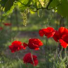 Mohn küsst Wein