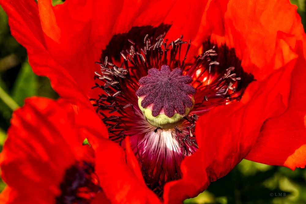 Mohn-Kunst-Gewächse