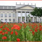 Mohn-Kunst vor dem Fridericianum