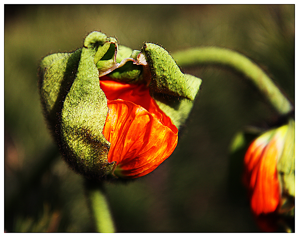 Mohn-Kunstwerk II