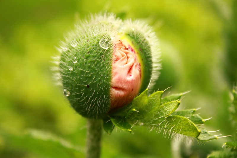 Mohn kurz vor der Blüte