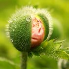 Mohn kurz vor der Blüte