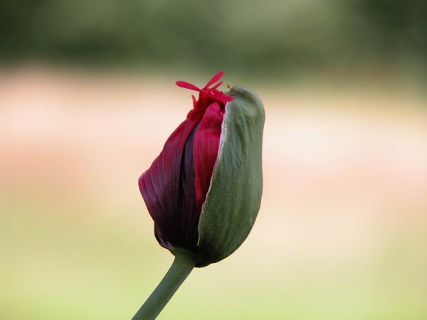 Mohn kurz vor der Blüte