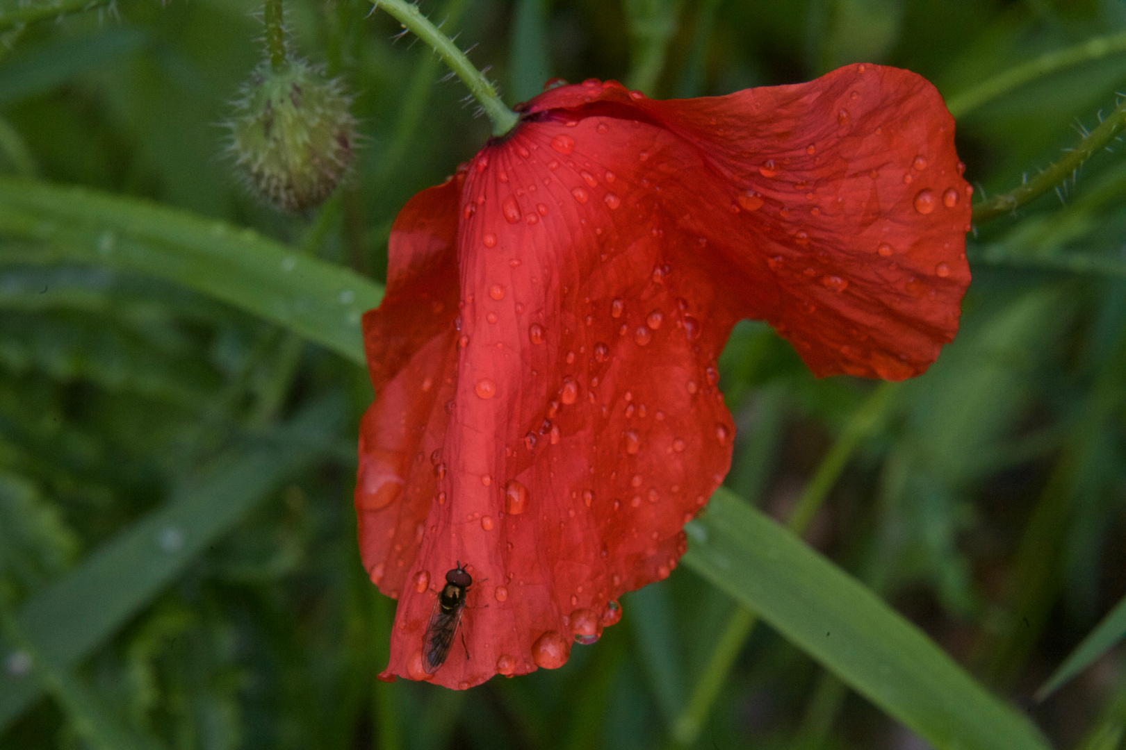 Mohn - Kuscheln