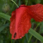 Mohn - Kuscheln