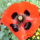 Mohn "Ladybird" mit Besuch