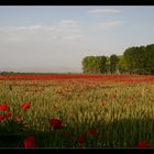 Mohn-Land