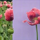 Mohn-Landlust