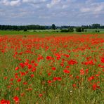 Mohn-Landschaft