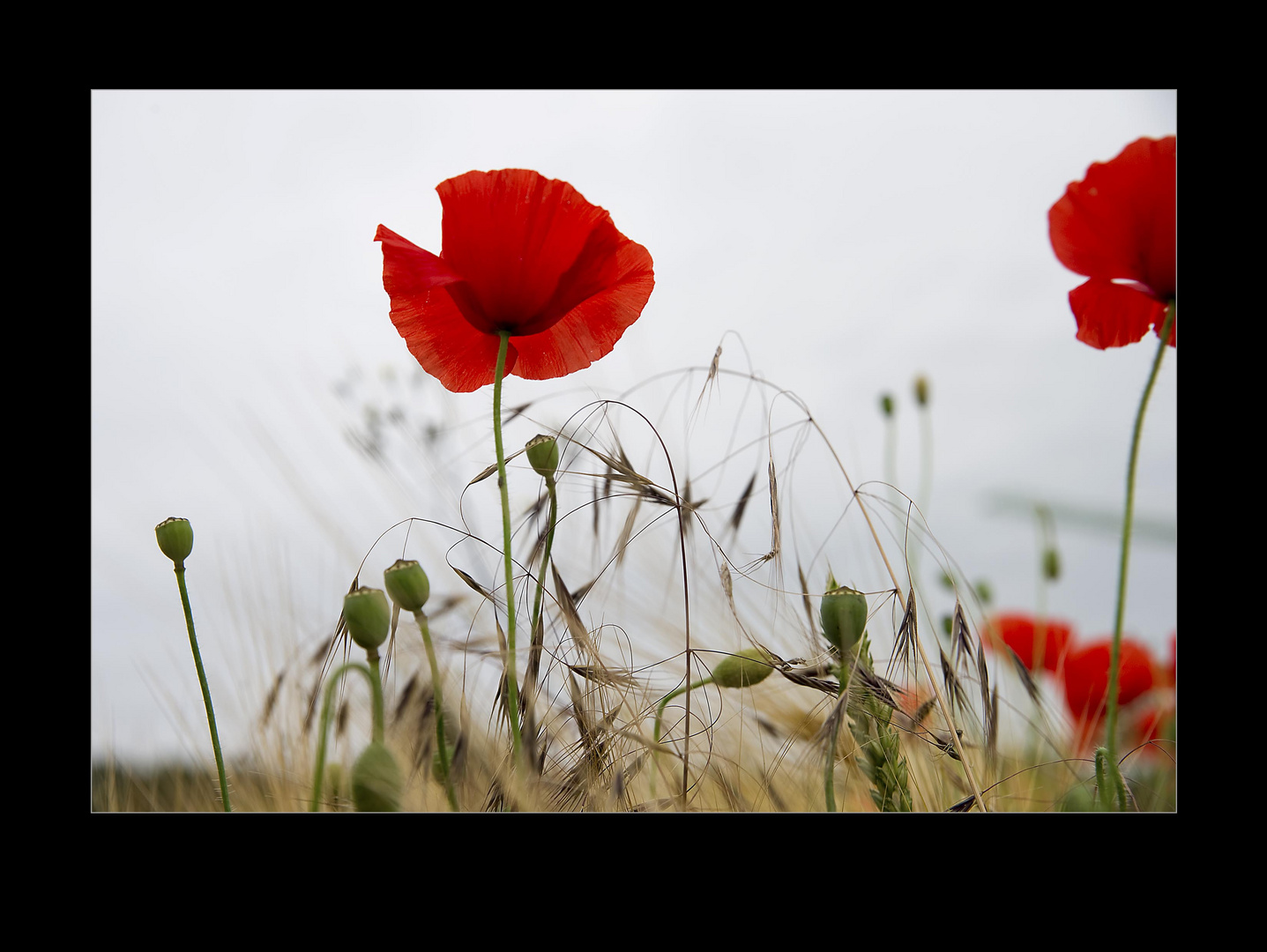 Mohn - Landschaft