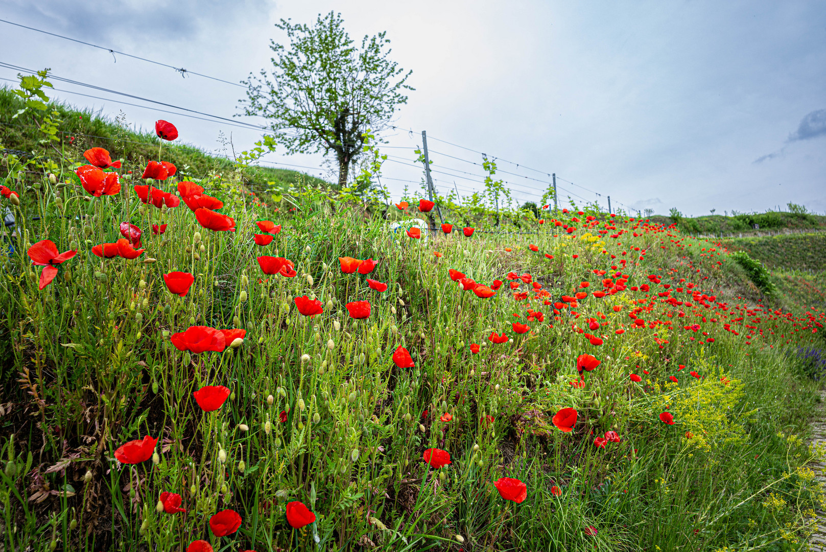 Mohn-Landschaft