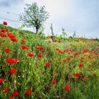 Mohn-Landschaft