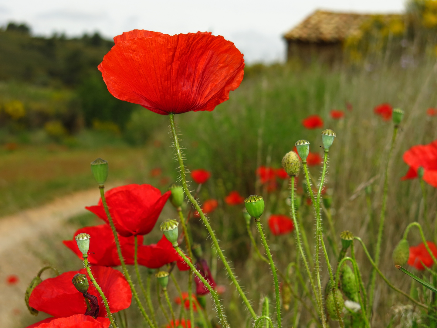 MOHN - Landschaft