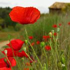 MOHN - Landschaft