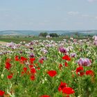 (Mohn)-Landschaft