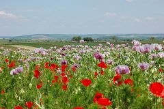 (Mohn)-Landschaft