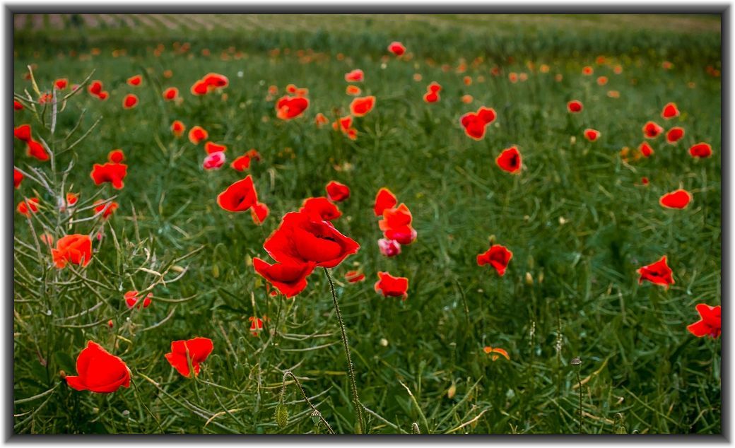 Mohn - Landschaft