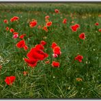 Mohn - Landschaft