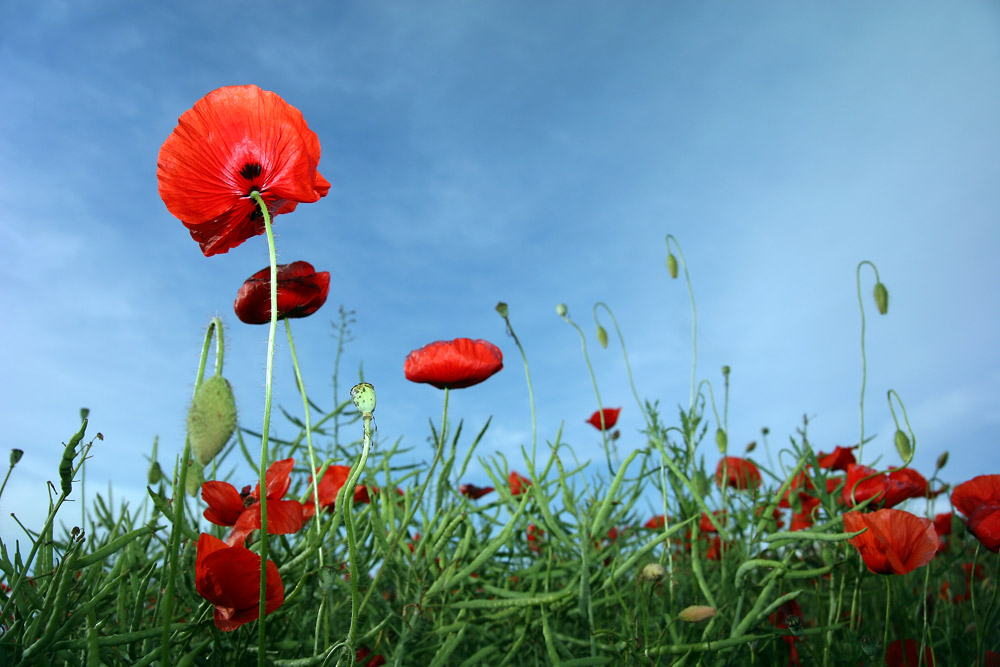 Mohn Landschaft