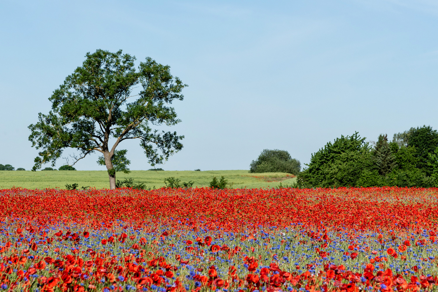 Mohn-Landschaft