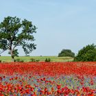 Mohn-Landschaft