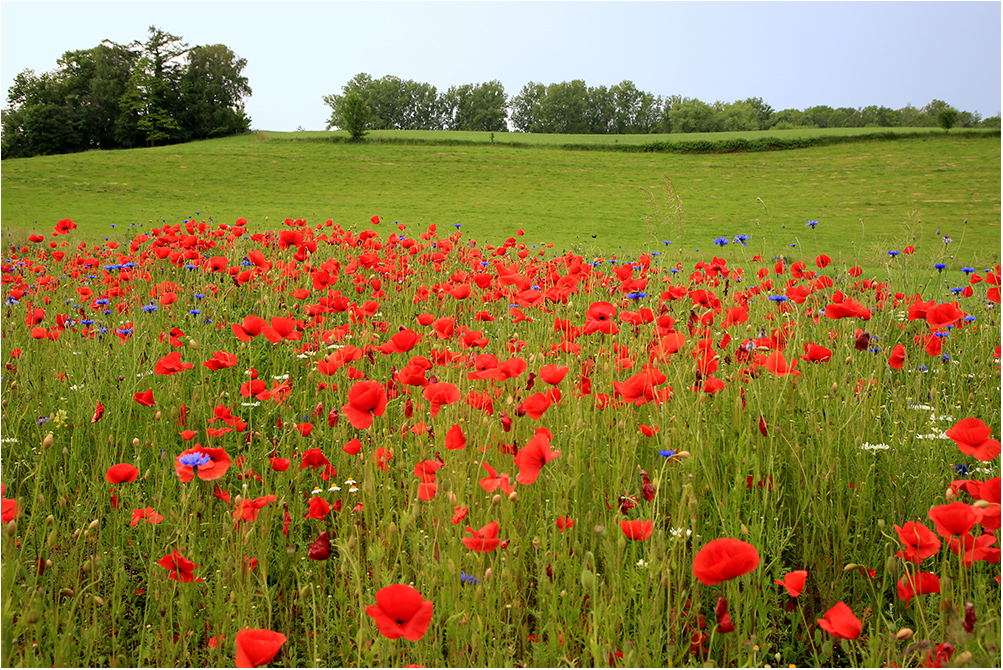 Mohn-Landschaften