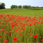 Mohn-Landschaften