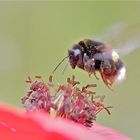 Mohn-Landung