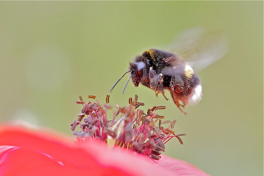 Mohn-Landung