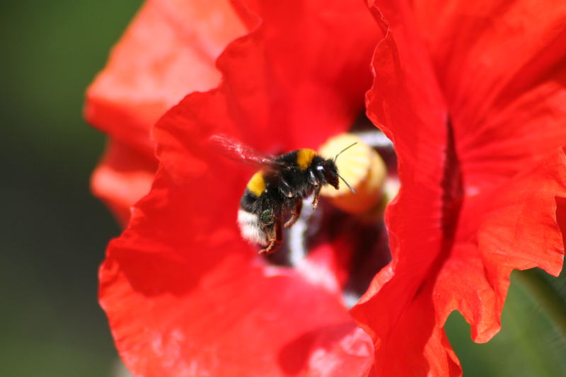 Mohn-Landung