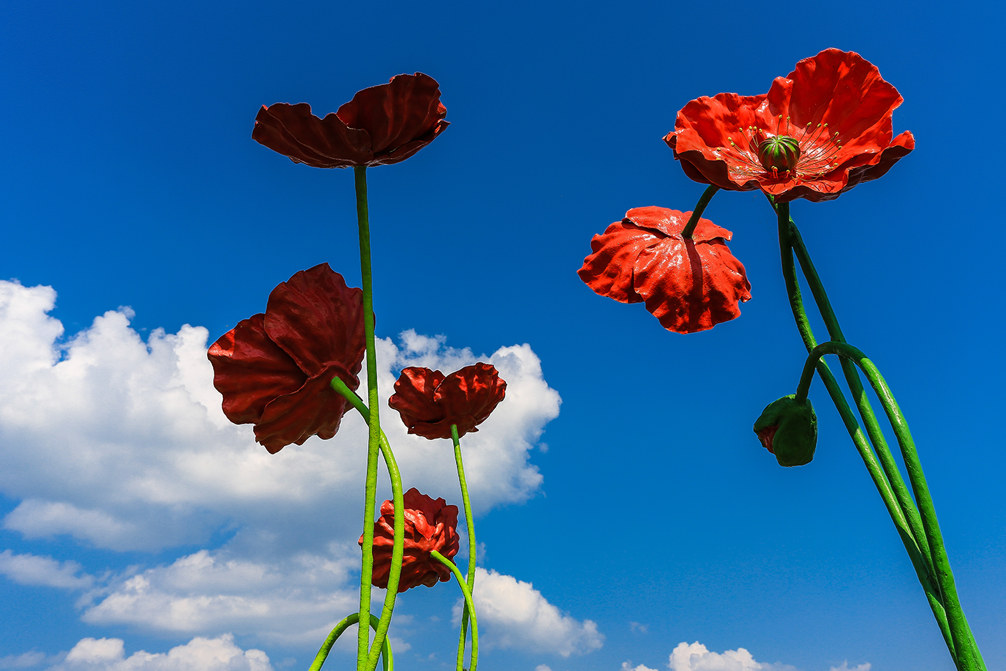 Mohn Landung