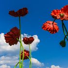 Mohn Landung