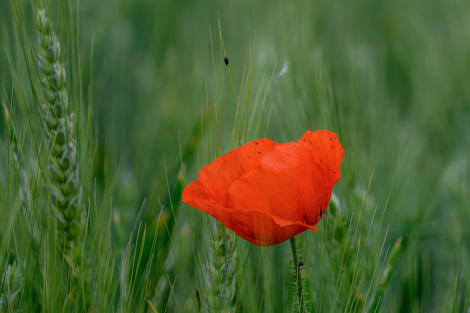 Mohn - le coquelicot