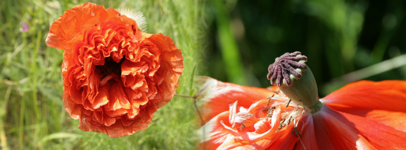 Mohn- Leben_2